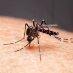 RS chega a 109 mortes por dengue em 2024