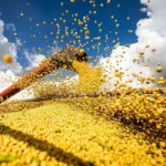 Brasil baterá novo recorde na safra de grãos