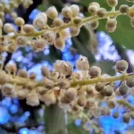 O sabor único do mel Branco dos Campos de Cima da Serra pode ser reconhecido no Brasil