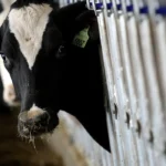 Brasil recebe status internacional como livre de febre aftosa sem vacina