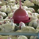 Foco de gripe aviária no Rio Grande do Sul está contido, afirma ministro da Agricultura