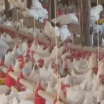 Governo atualiza a lista de países que suspenderam a compra de frango do Brasil