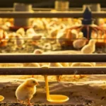 Gripe Aviária: Rio Grande do Sul decreta estado de emergência em saúde animal