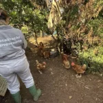 Secretaria da Agricultura do RS finaliza a terceira visita nas propriedades rurais no raio de três quilômetros do foco de gripe aviária