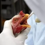 Rio Grande do Sul monta barreiras sanitárias após caso de gripe aviária