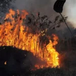 Mais de 240 pessoas são multadas por incêndios criminosos que devastaram 30 milhões de hectares no Brasil