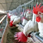 Goiás confirma primeiro caso de gripe aviária em galinhas criadas em quintal