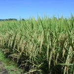 Produção gaúcha de grãos deve ultrapassar 33 milhões de toneladas na safra 2024/2025