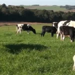 Noroeste gaúcho lidera produção nacional de leite