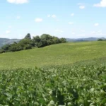 Agropecuária empresarial terá R$ 516 bilhões para financiar atividades na safra 2025/2026