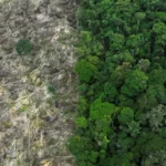 Brasil perdeu 111,7 milhões de hectares de áreas naturais em 40 anos