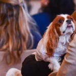 Animais domésticos terão fundo estadual de bem-estar do governo do RS