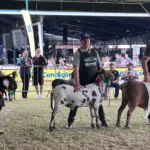 Expointer 2026 exige DNA em ovinos