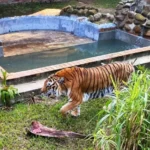 Fechado durante um mês por suspeita de gripe aviária, Zoológico de Sapucaia é reaberto ao público