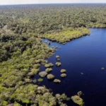 Incêndios na Amazônia caíram a mínimo histórico em 2025
