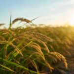 Nematoide-das-galhas reduz a produtividade do arroz e desafia o manejo nas lavouras