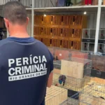 Cunhado de Cristiano Ronaldo nega envolvimento com rinhas de galo e diz que criatório tem foco em genética