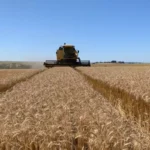 Setores do agronegócio brasileiro buscam alternativas ao tarifaço